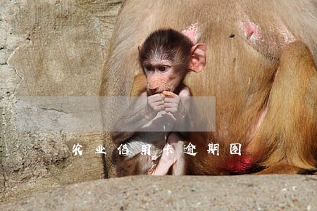 农业信用卡逾期图 农业信用卡逾期图