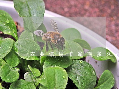 农业信用卡逾期多久严重 农业信用卡逾期多久严重
