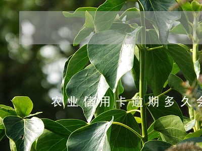 农业信用卡逾期多久会锁卡 农业信用卡逾期多久会锁卡