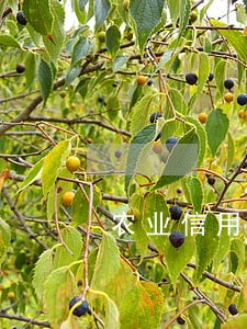 农业信用卡逾期打电话 农业信用卡逾期打电话