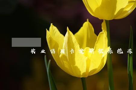 农业信用卡逾期被系统冻结 农业信用卡逾期被系统冻结