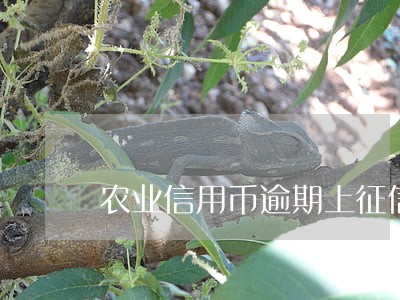 农业信用币逾期上征信了