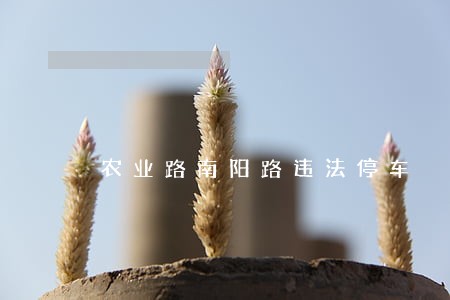农业路南阳路违法停车