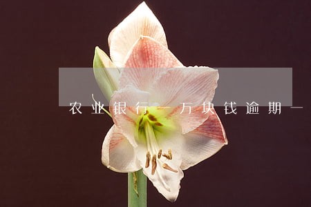 农业银行一万块钱逾期一年 农业银行一万块钱逾期一年