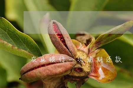 农业银行一次逾期还款 农业银行一次逾期还款