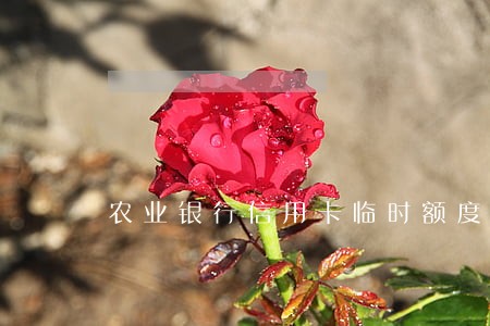 农业银行信用卡临时额度己逾期 农业银行信用卡临时额度己逾期