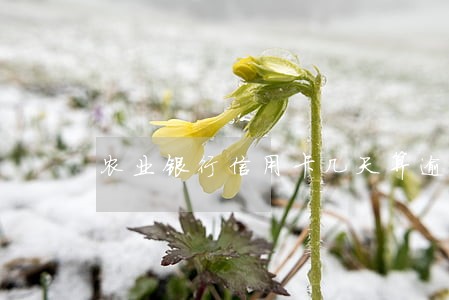 农业银行信用卡几天算逾期