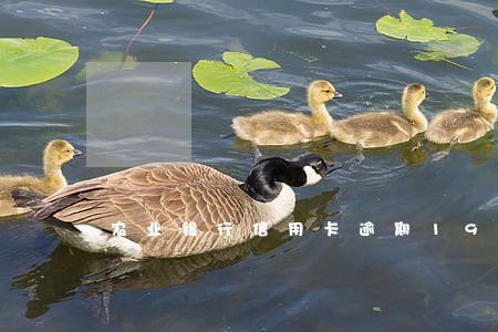 农业银行信用卡逾期195天 农业银行信用卡逾期195天