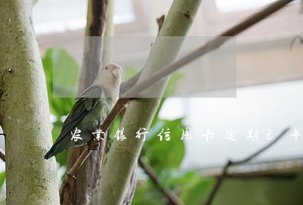 农业银行信用卡逾期2年 农业银行信用卡逾期2年