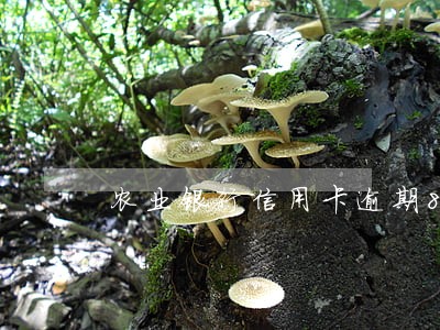 农业银行信用卡逾期8天 农业银行信用卡逾期8天