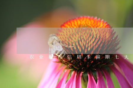 农业银行信用卡逾期七天怎么办 农业银行信用卡逾期七天怎么办