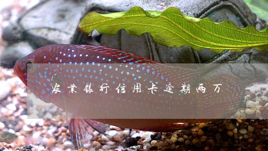农业银行信用卡逾期两万