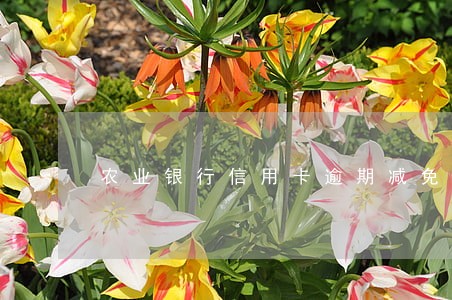农业银行信用卡逾期减免吗