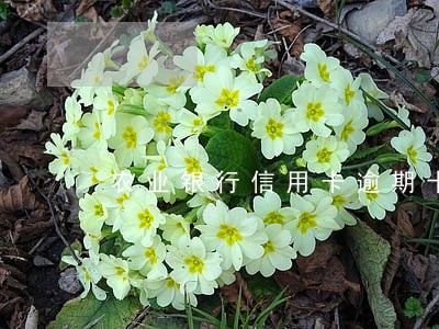农业银行信用卡逾期十个月