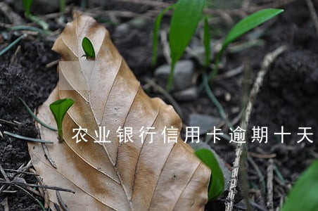 农业银行信用卡逾期十天 农业银行信用卡逾期十天
