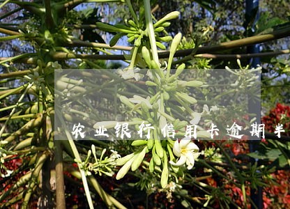 农业银行信用卡逾期半年解锁