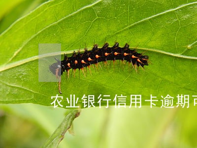 农业银行信用卡逾期可以减免吗 农业银行信用卡逾期可以减免吗