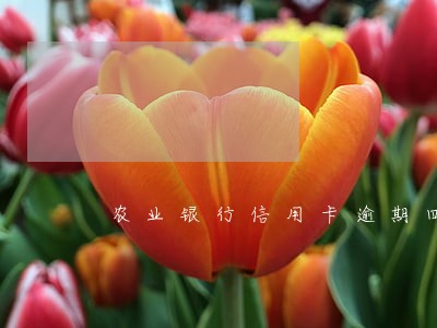 农业银行信用卡逾期四百多天 农业银行信用卡逾期四百多天