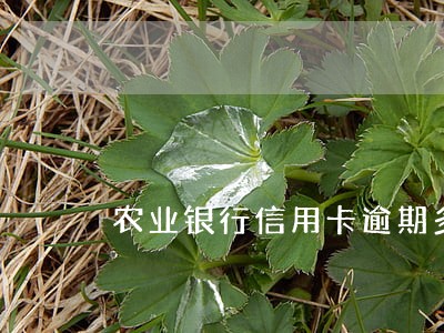 农业银行信用卡逾期多久打电话 农业银行信用卡逾期多久打电话