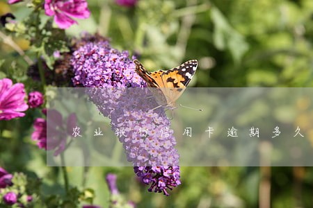 农业银行信用卡逾期多久被冻结 农业银行信用卡逾期多久被冻结