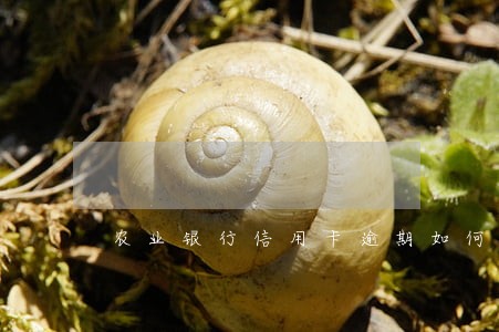 农业银行信用卡逾期如何减免 农业银行信用卡逾期如何减免