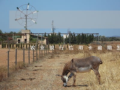 农业银行信用卡逾期怎么消除 农业银行信用卡逾期怎么消除