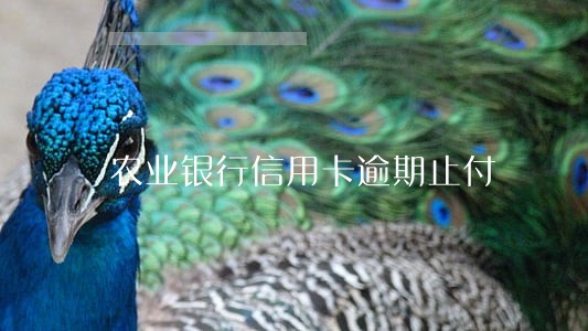农业银行信用卡逾期止付 农业银行信用卡逾期止付