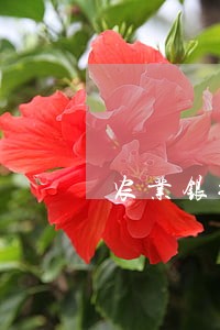 农业银行信用卡逾期注销 农业银行信用卡逾期注销