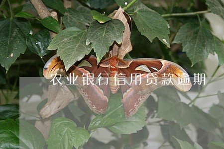农业银行信用贷款逾期 农业银行信用贷款逾期