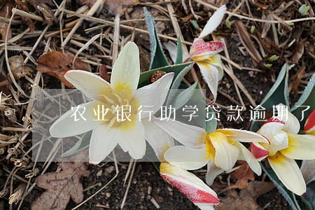 农业银行助学贷款逾期了