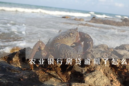 农业银行房贷逾期了怎么补交 农业银行房贷逾期了怎么补交