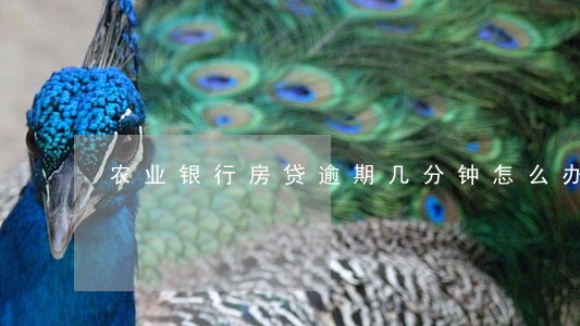 农业银行房贷逾期几分钟怎么办 农业银行房贷逾期几分钟怎么办
