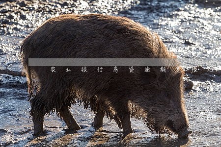 农业银行房贷逾期宽限几天 农业银行房贷逾期宽限几天