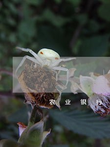 农业银行有逾期的房贷怎么办 农业银行有逾期的房贷怎么办