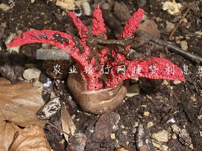 农业银行网捷贷利息逾期7天 农业银行网捷贷利息逾期7天