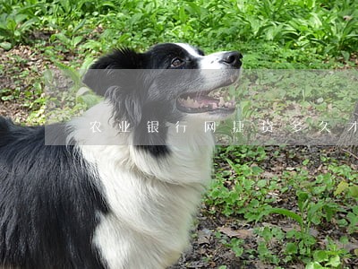 农业银行网捷贷多久才不算逾期 农业银行网捷贷多久才不算逾期