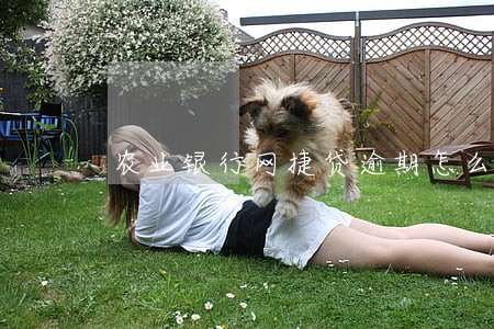 农业银行网捷贷逾期怎么协商还 农业银行网捷贷逾期怎么协商还