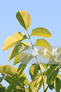 农业银行虚拟信用卡逾期了