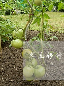 农业银行行用卡逾期 农业银行行用卡逾期