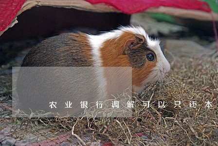 农业银行调解可以只还本金吗 农业银行调解可以只还本金吗