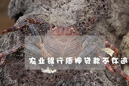 农业银行质押贷款不存逾期 农业银行质押贷款不存逾期