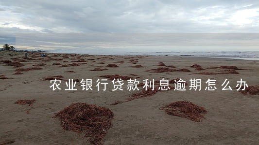 农业银行贷款利息逾期怎么办 农业银行贷款利息逾期怎么办