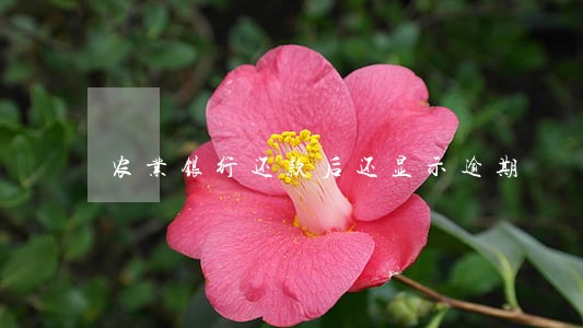 农业银行还款后还显示逾期 农业银行还款后还显示逾期