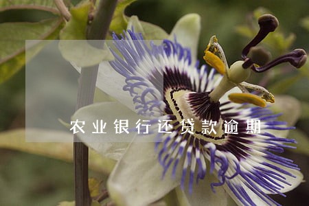 农业银行还贷款逾期 农业银行还贷款逾期