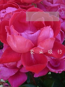 农业银行逾期一个月利息多少 农业银行逾期一个月利息多少