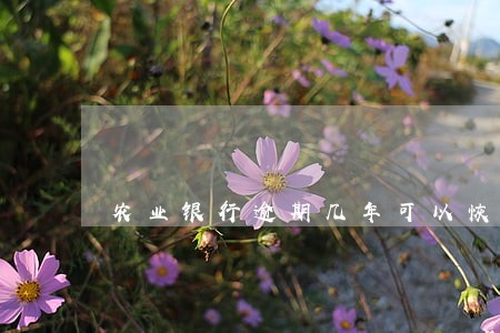 农业银行逾期几年可以恢复