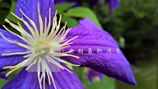 农业银行逾期最新消息 农业银行逾期最新消息