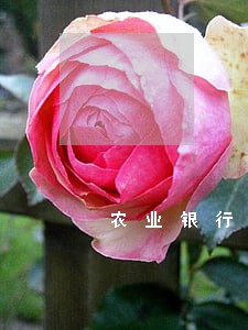 农业银行逾期有什么影响 农业银行逾期有什么影响