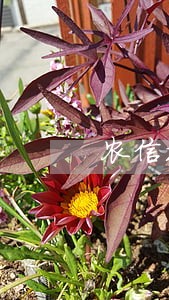 农信社信用卡逾期多久停卡 农信社信用卡逾期多久停卡