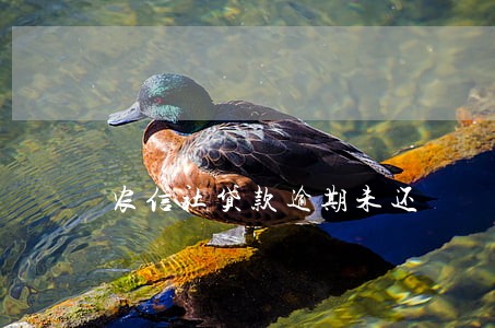 农信社贷款逾期未还 农信社贷款逾期未还